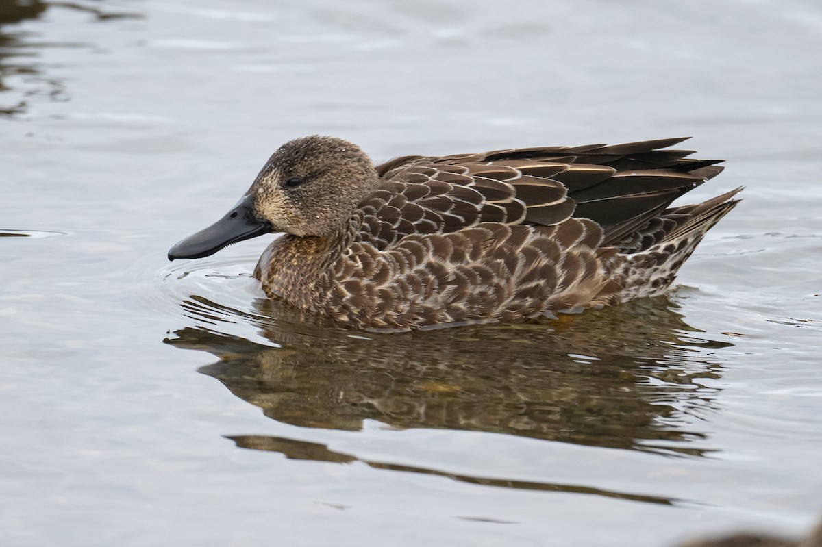 Blue-winged Teal - ML396656071