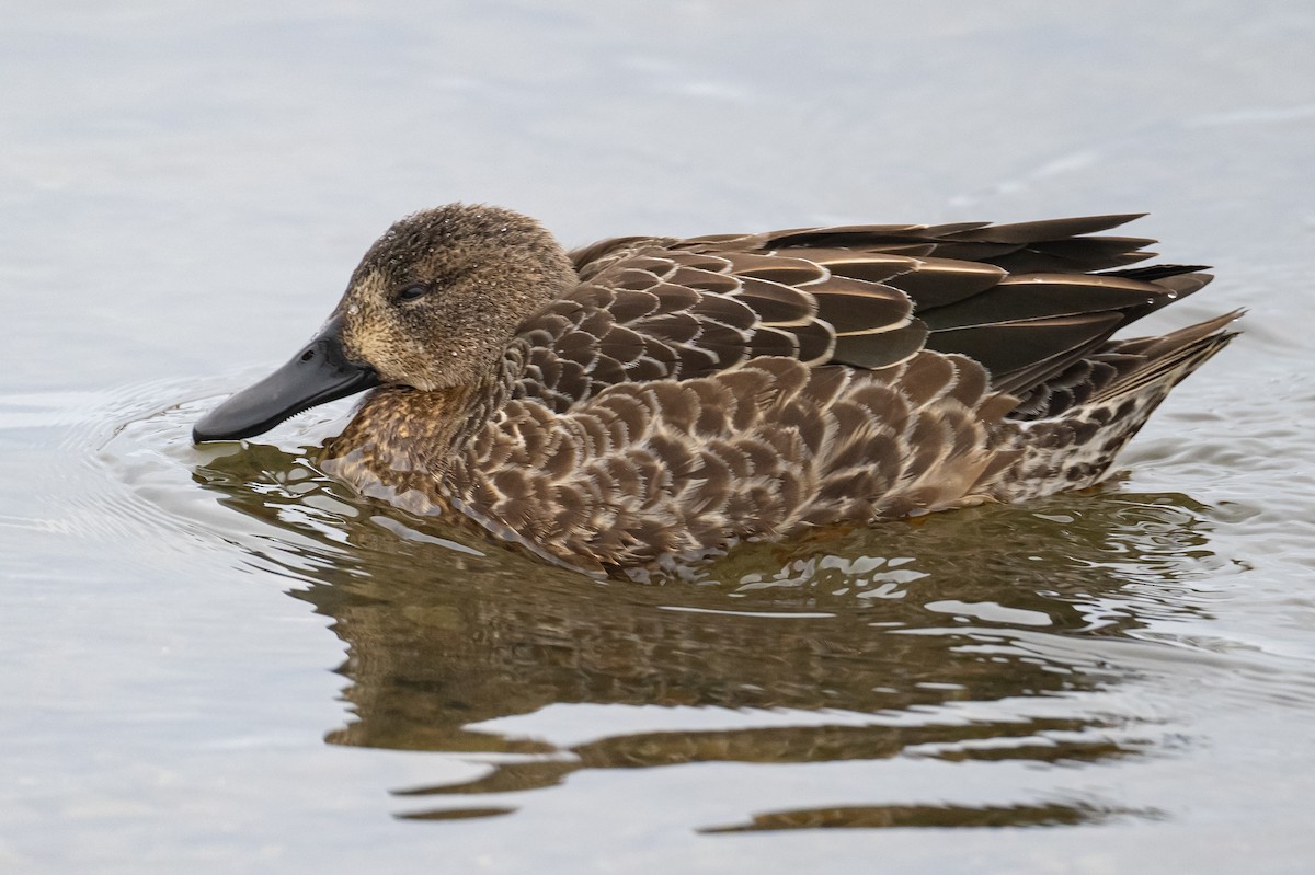 Blue-winged Teal - ML396656111