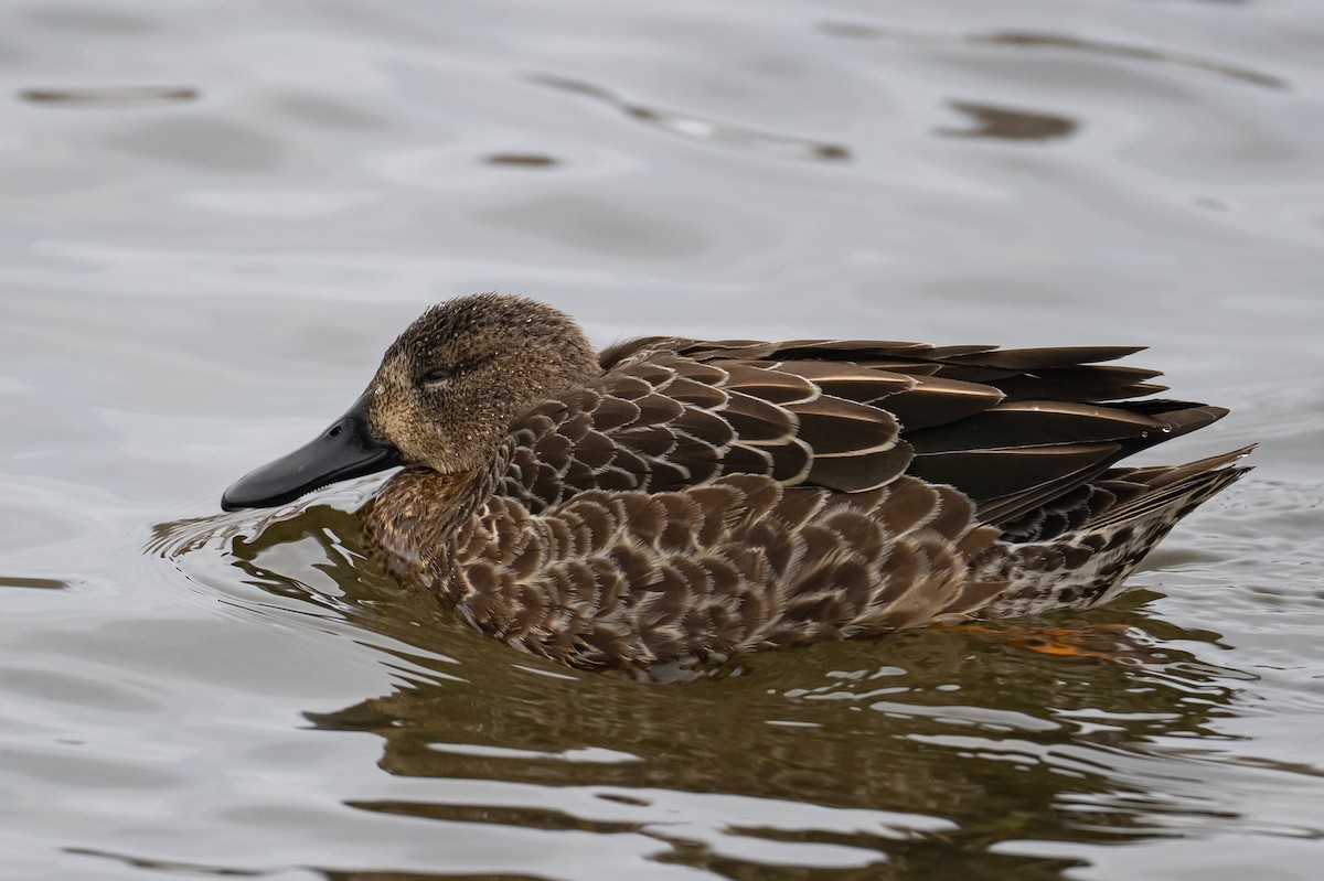 Blue-winged Teal - ML396656121