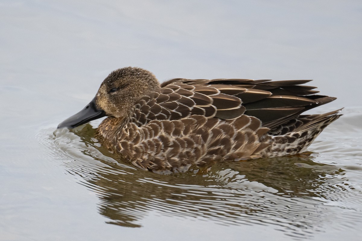 Blue-winged Teal - ML396656141