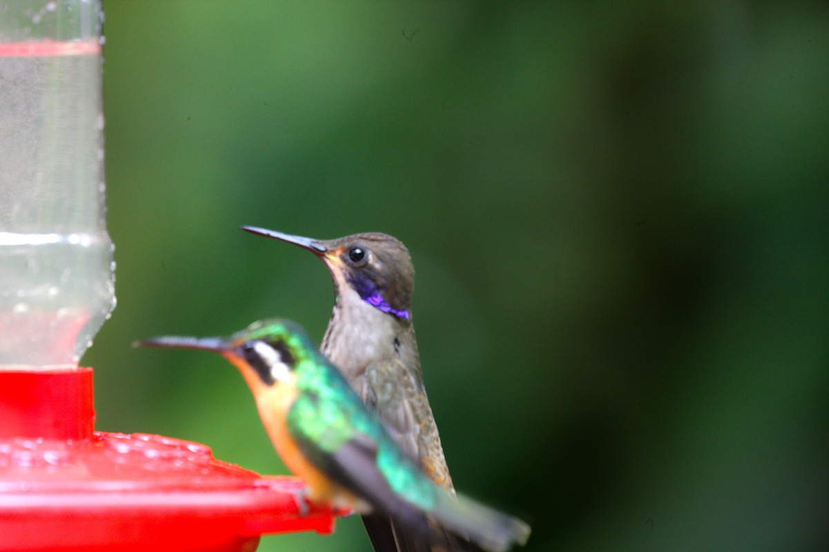 kolibřík fialovouchý - ML39665631