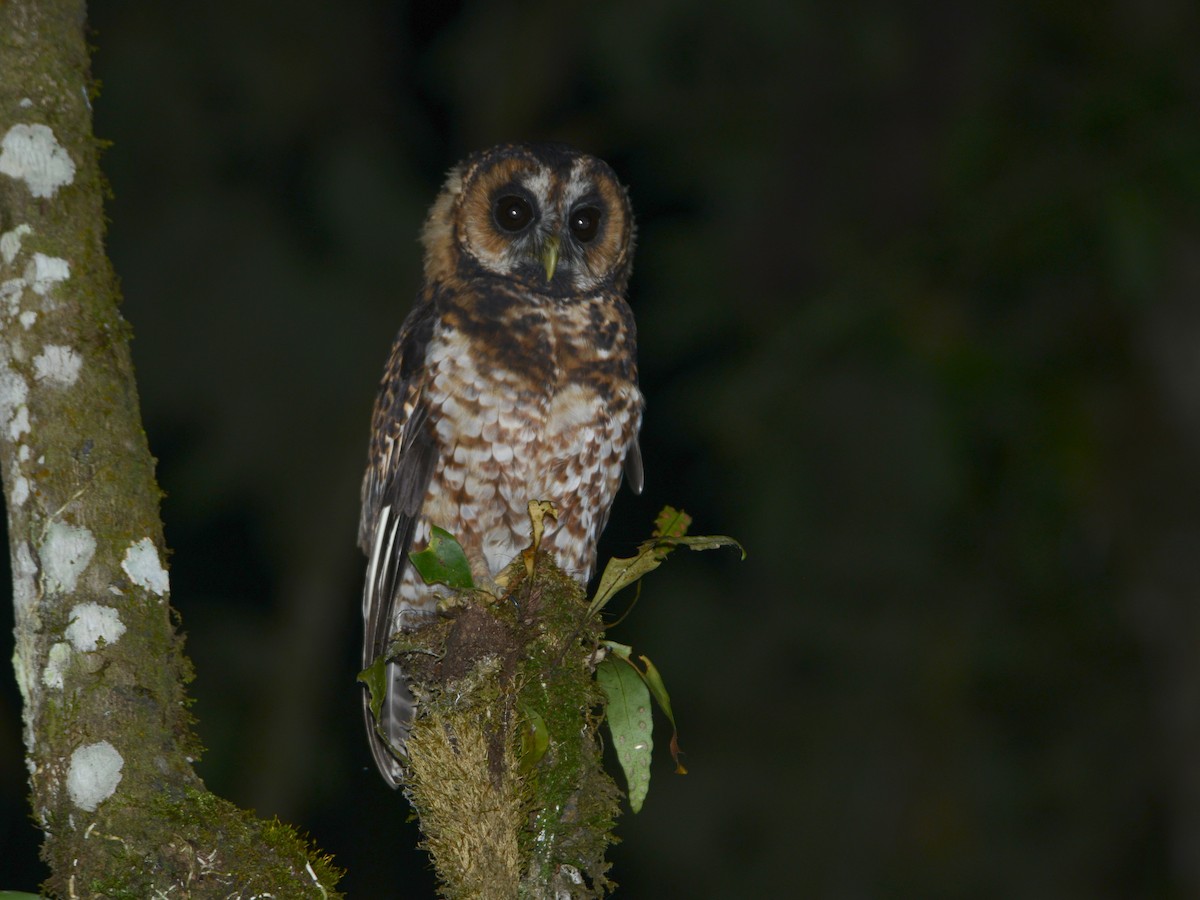 Rufous-banded Owl - Alan Van Norman