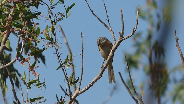 Long-tailed Reed Finch - ML396662231