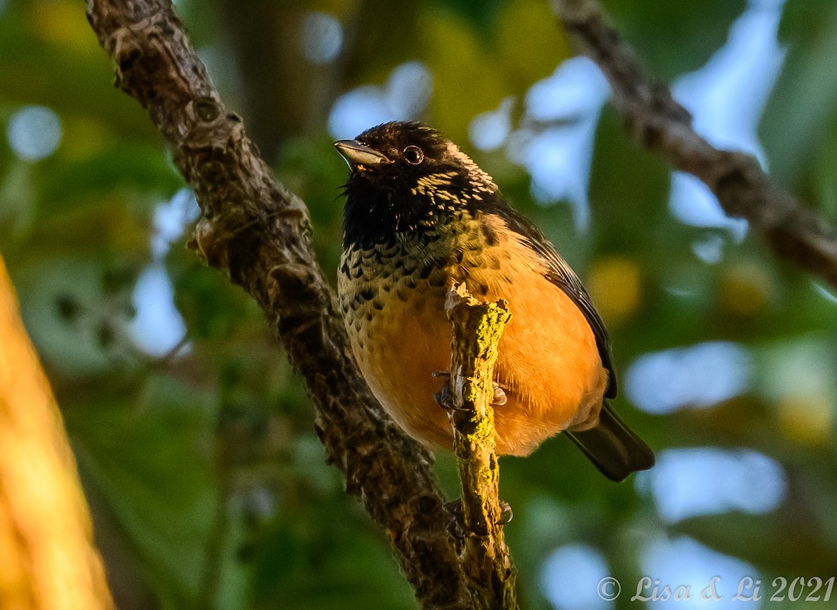 Spangle-cheeked Tanager - ML396663641