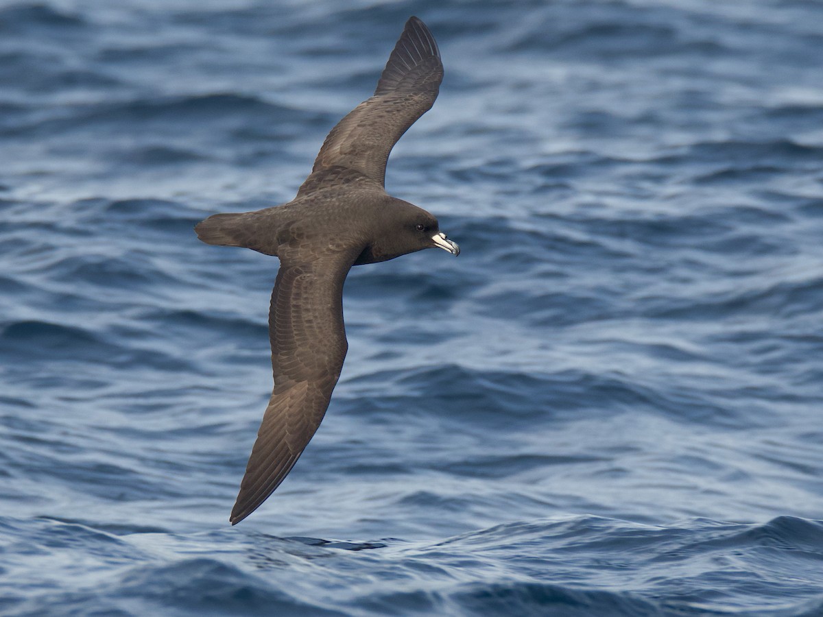 Westland Petrel - Procellaria westlandica - Birds of the World