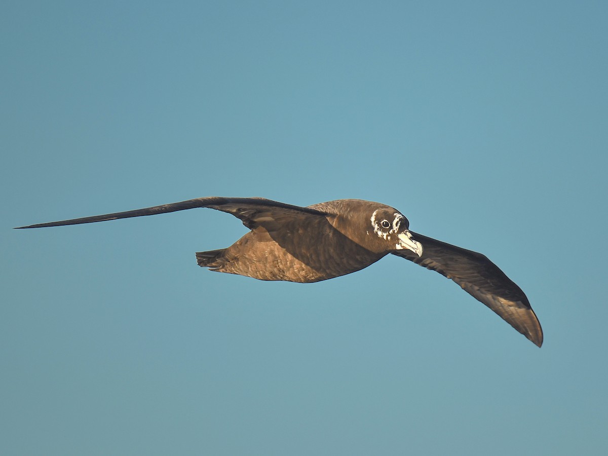 Spectacled Petrel - Procellaria conspicillata - Birds of the World