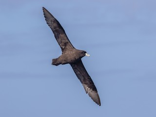  - White-chinned Petrel