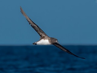  - Tahiti Petrel