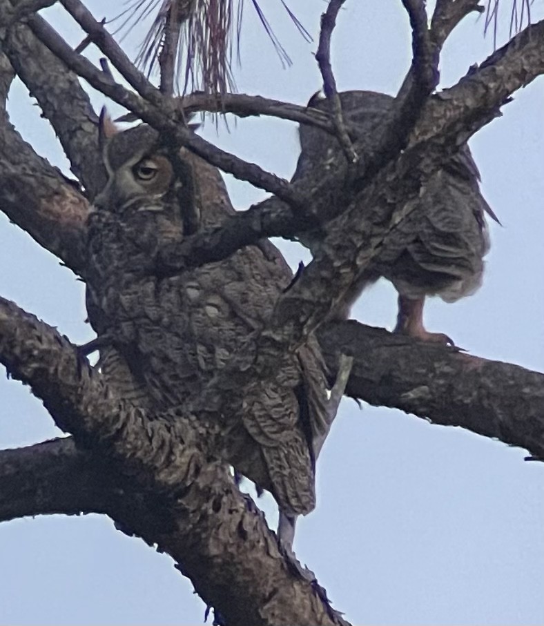 Great Horned Owl - ML396685451