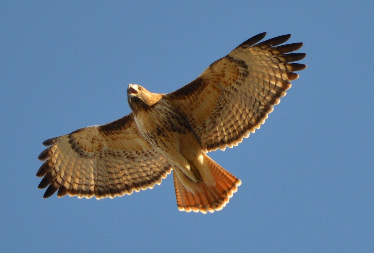 Red-tailed Hawk - ML396687341