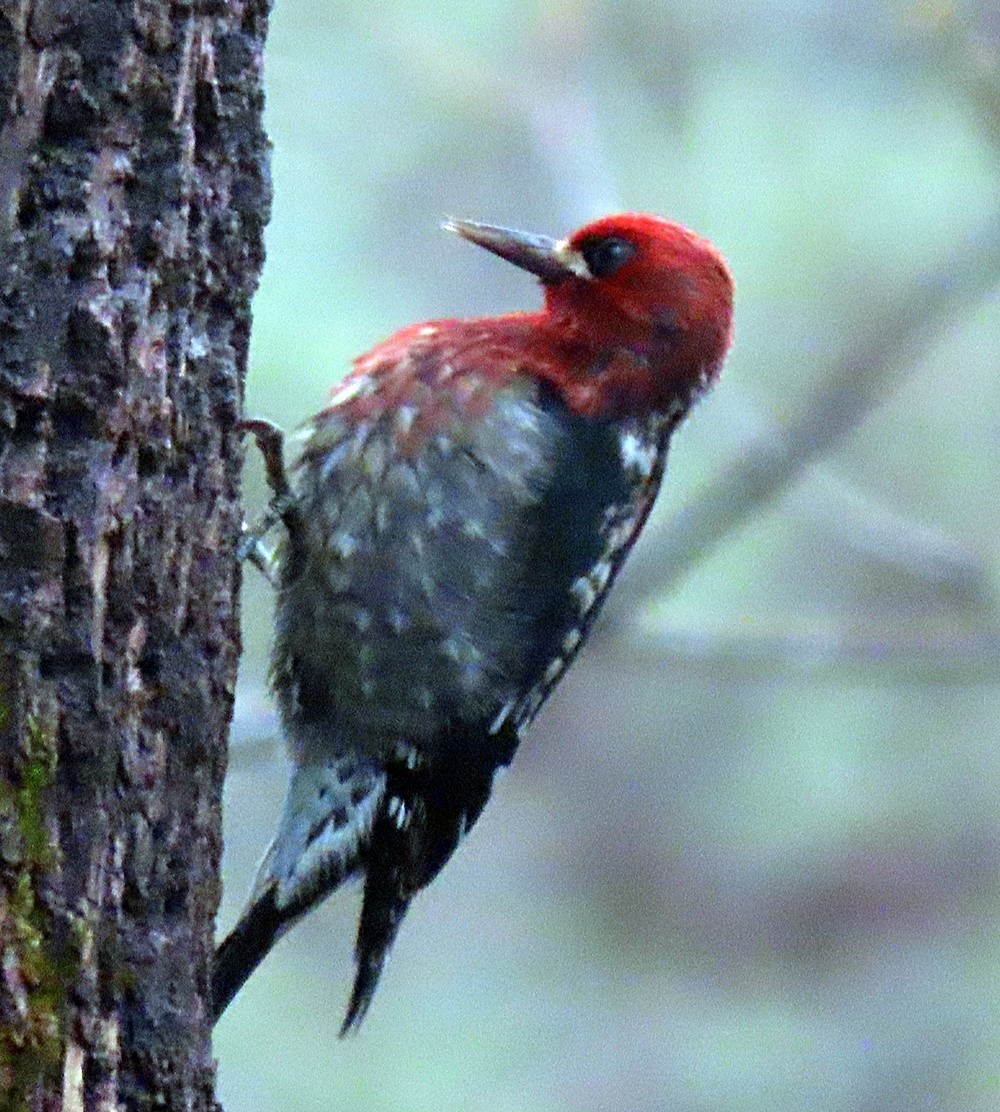 Red-breasted Sapsucker - ML396696631