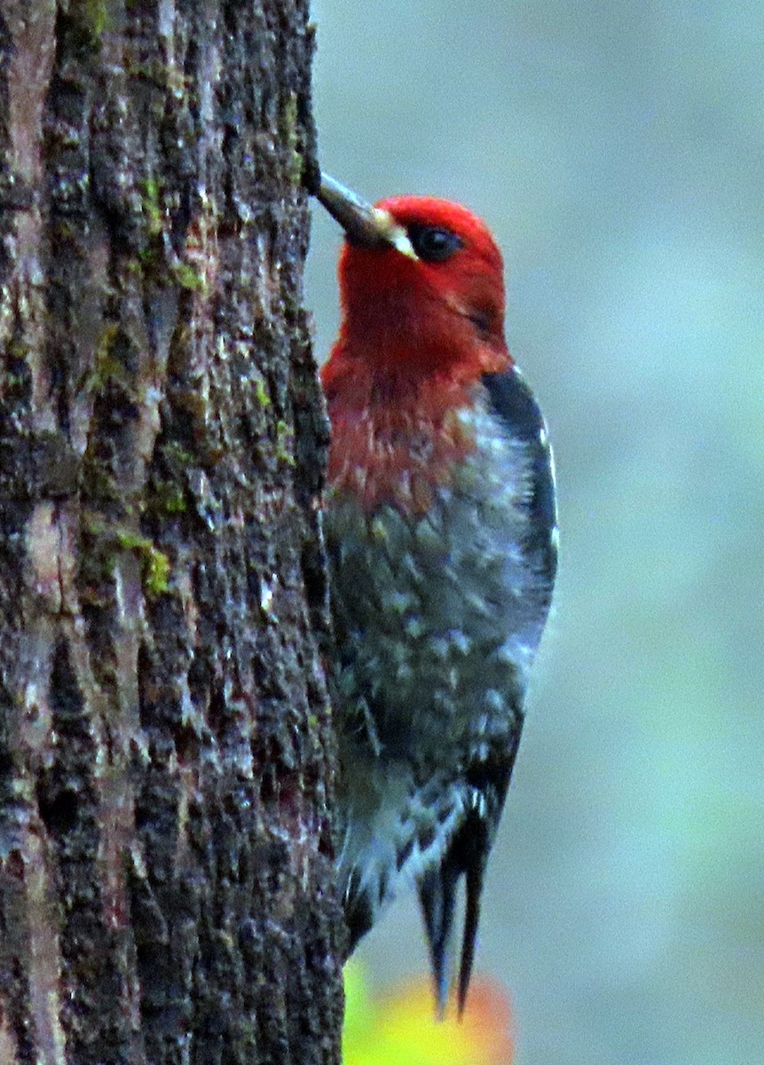 Red-breasted Sapsucker - ML396696641