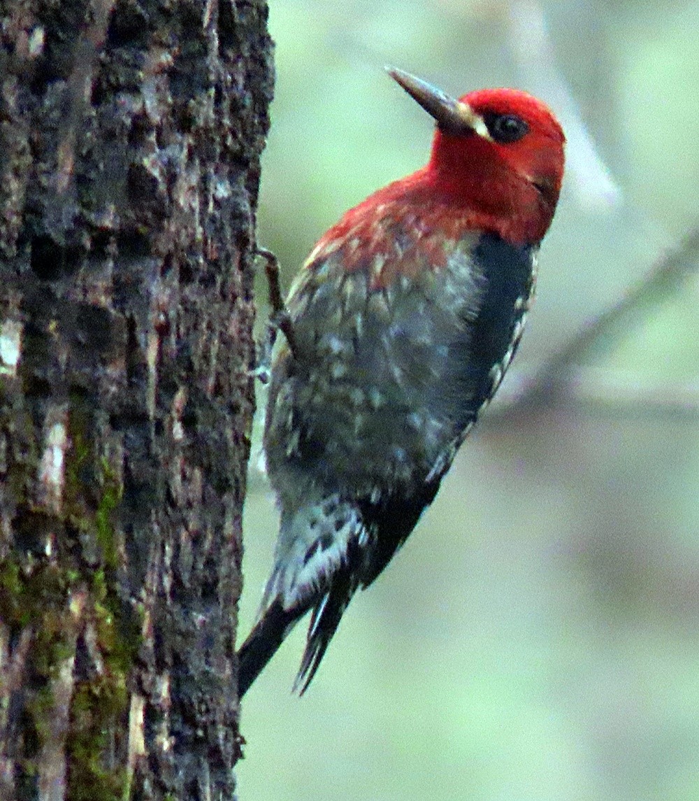 Red-breasted Sapsucker - ML396696651