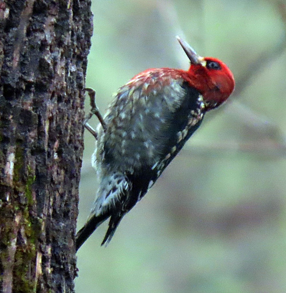 Red-breasted Sapsucker - ML396696661