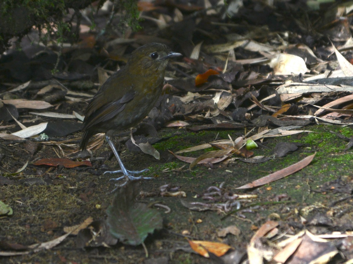 Brown-banded Antpitta - ML39670651