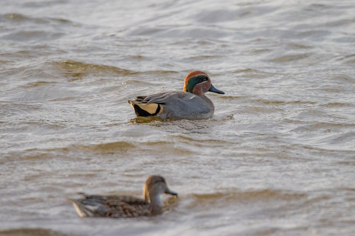 Green-winged Teal - ML39671161