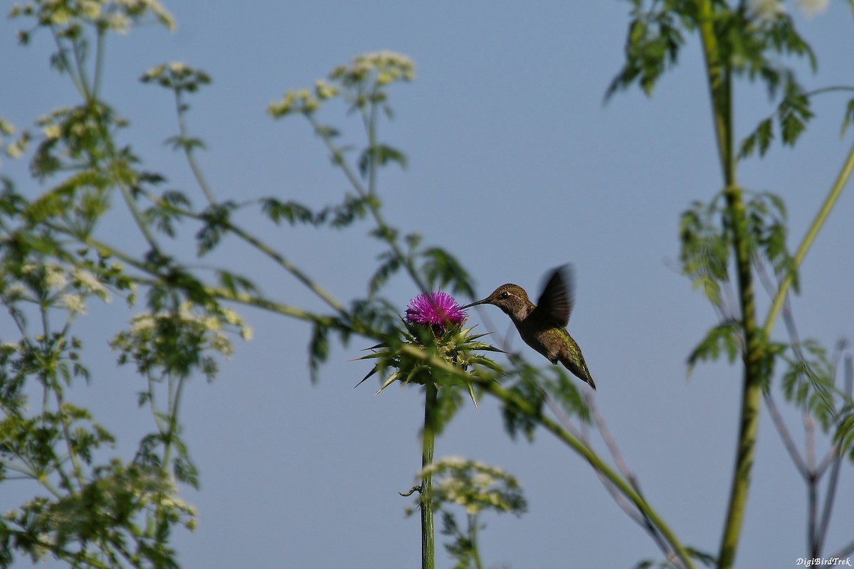 Anna's Hummingbird - DigiBirdTrek CA