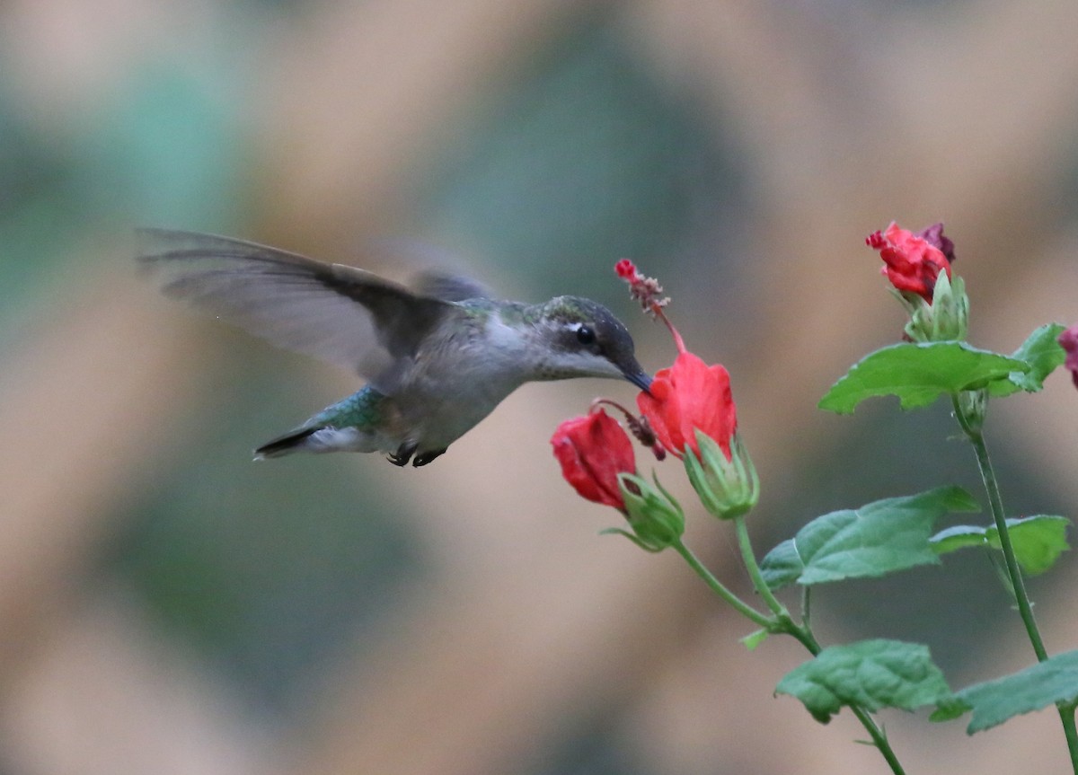 Ruby-throated Hummingbird - Ron Sempier