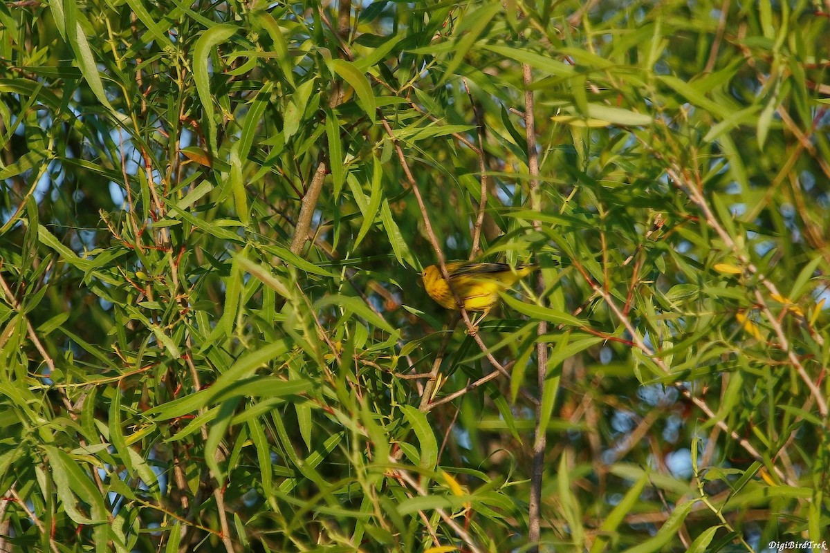 Yellow Warbler - DigiBirdTrek CA