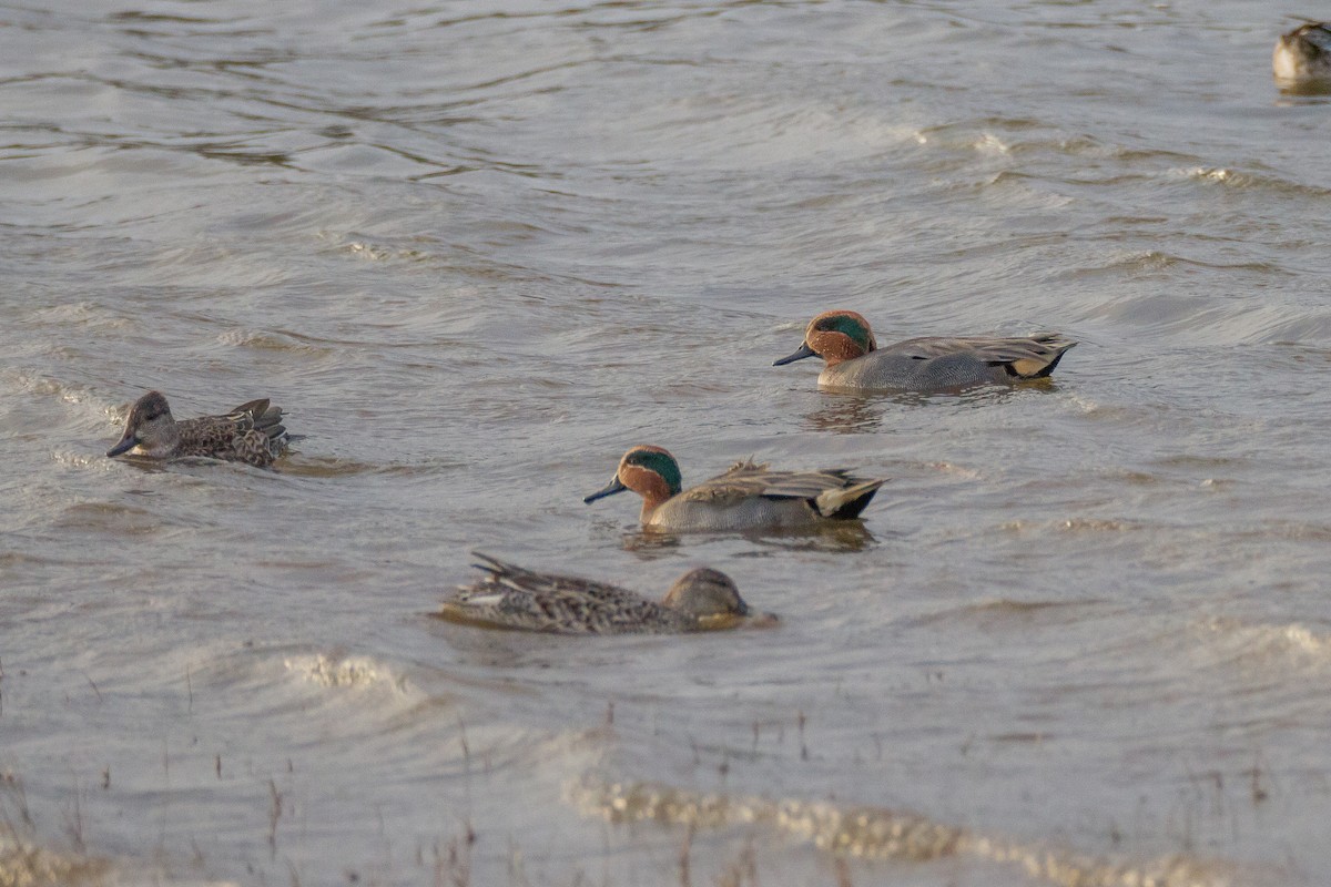 Green-winged Teal - Terry Woodward