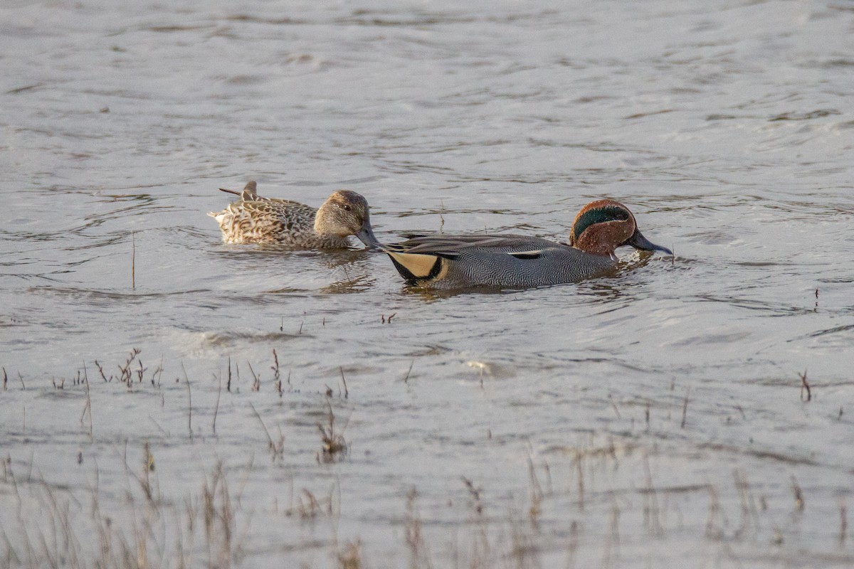 Green-winged Teal - ML39671551