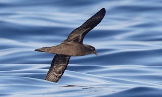  - Mascarene Petrel