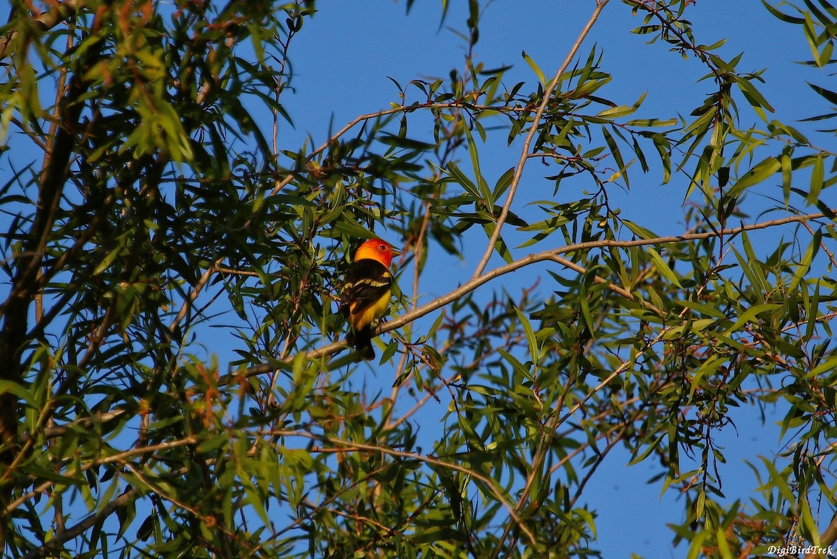 Western Tanager - ML39671591