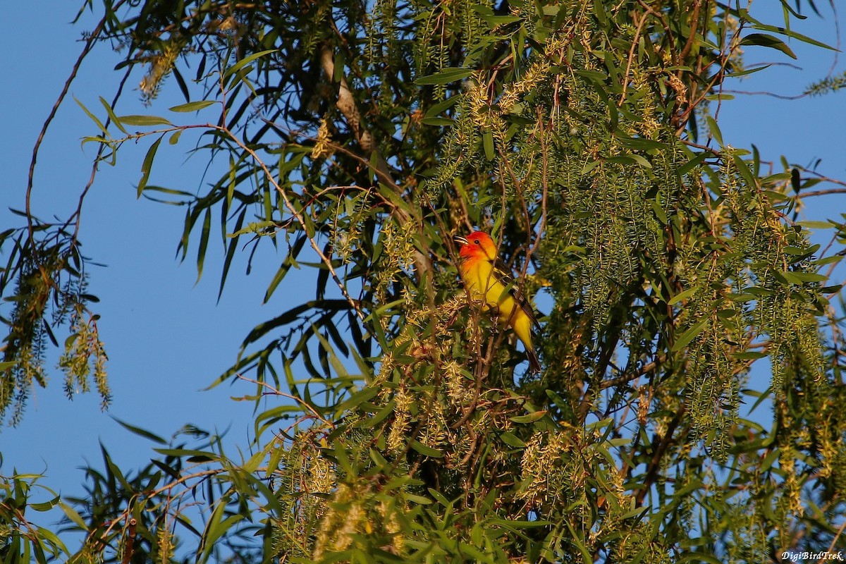 Western Tanager - ML39671651
