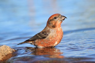 Red Crossbill