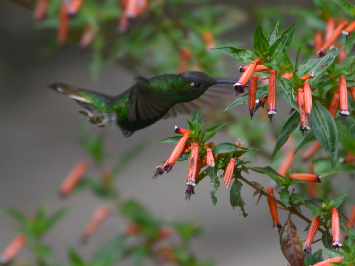 kolibřík aksamitový - ML39672291