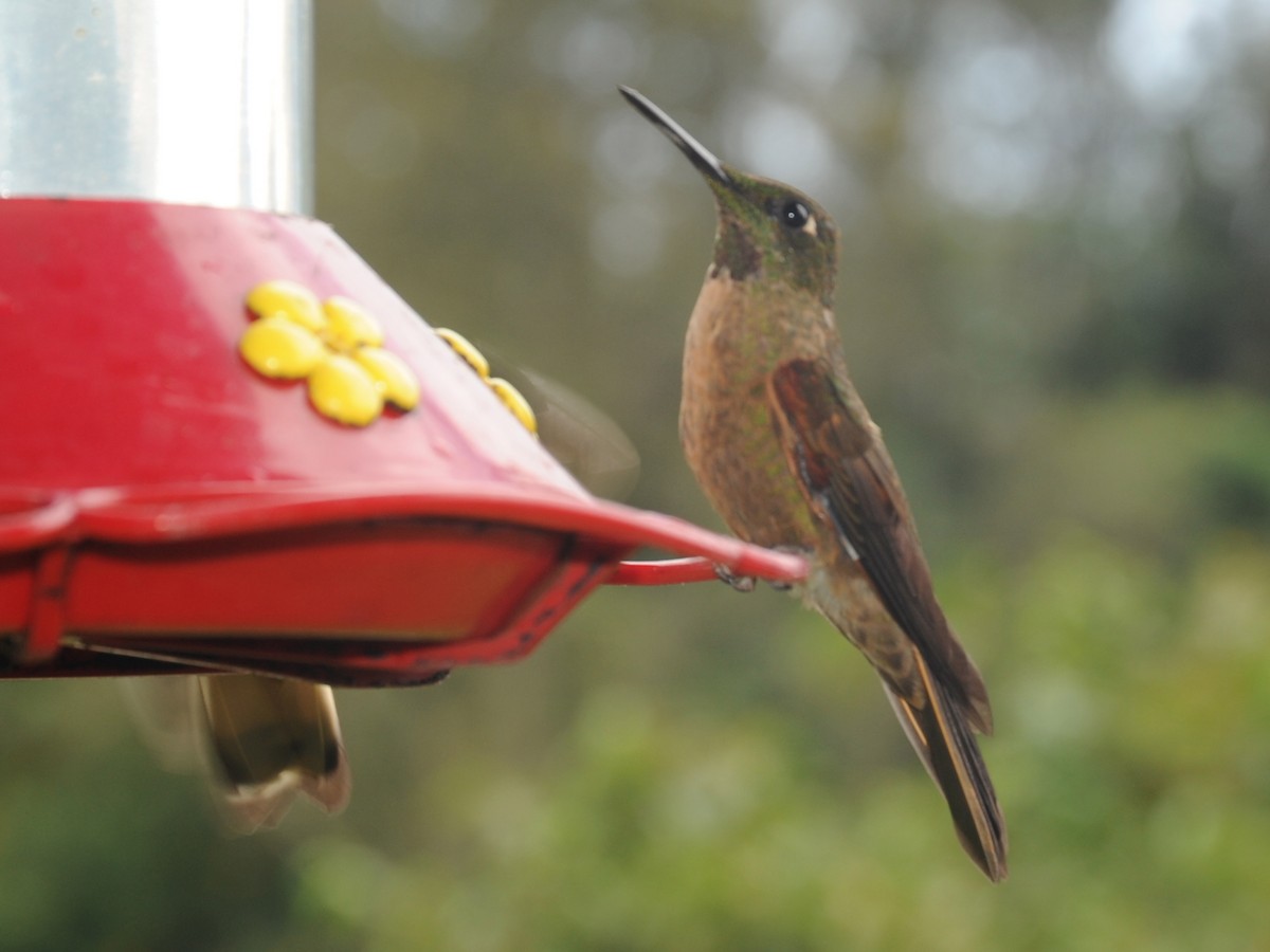 kolibřík hnědobřichý - ML39672301