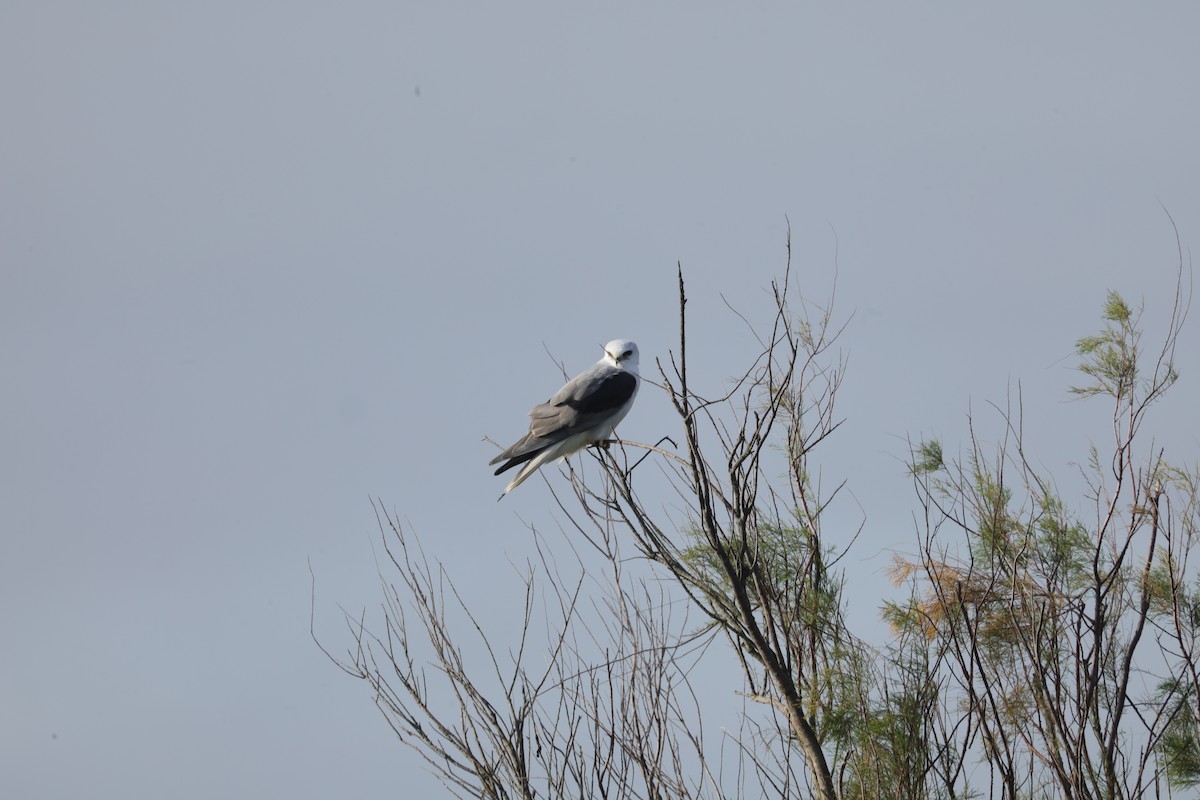 White-tailed Kite - Marilyn Guidry