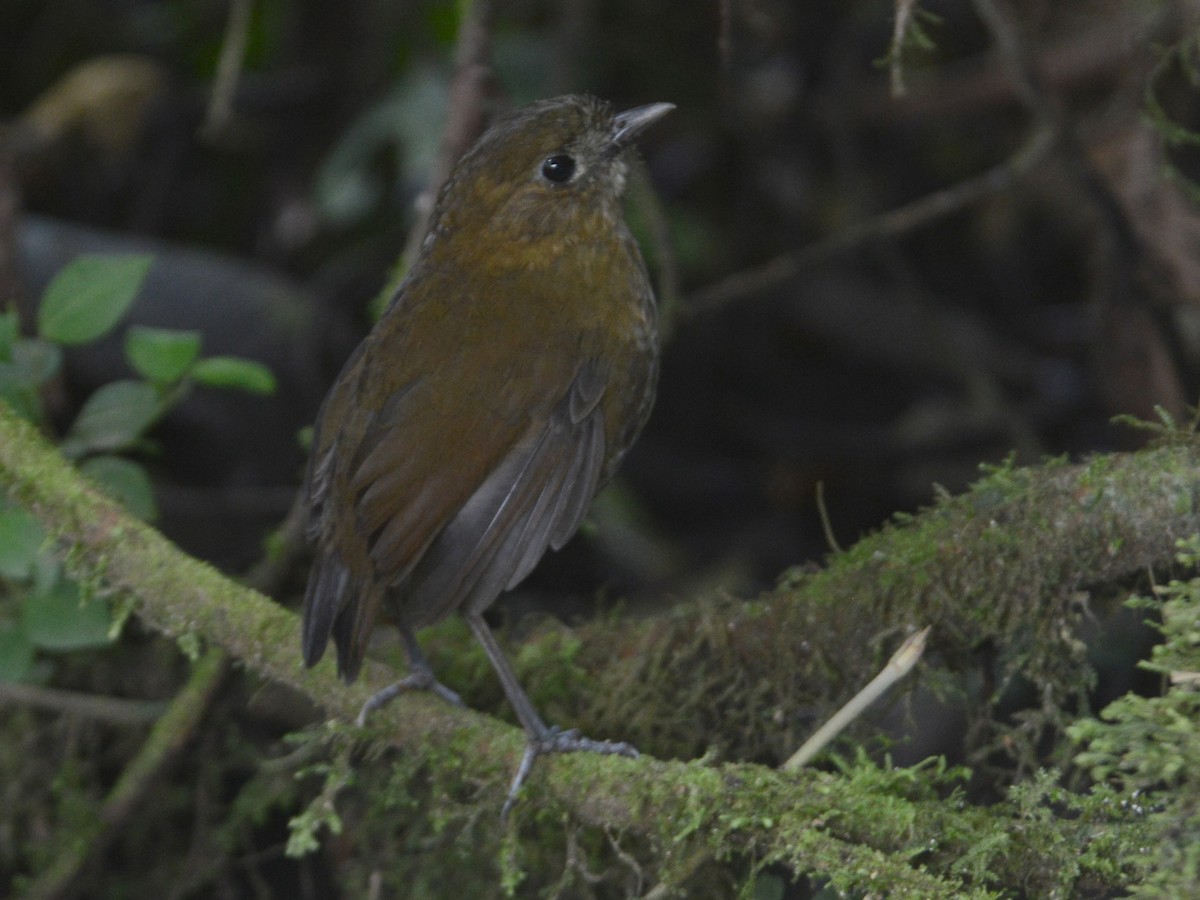 Brown-banded Antpitta - ML39672491