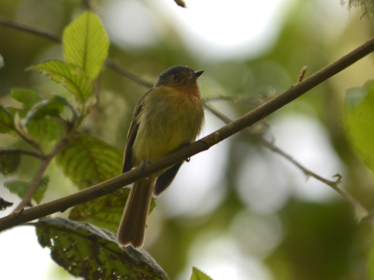 Rufous-breasted Flycatcher - ML39672641