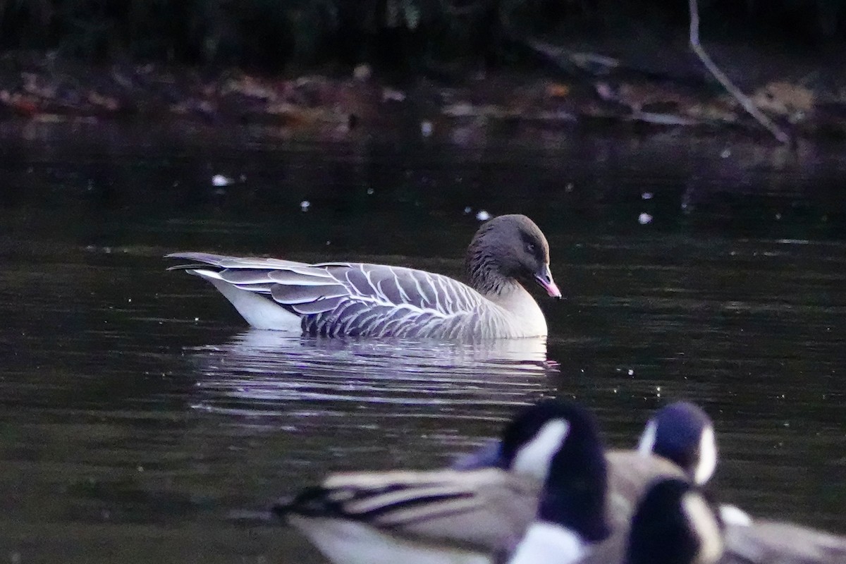 Pink-footed Goose - Linda Merry