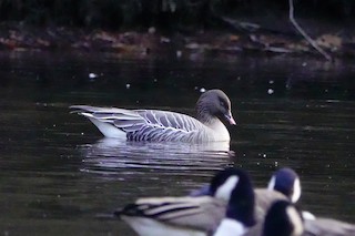 Pink-footed Goose, ML396727531