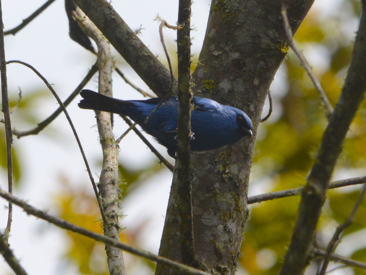 Blue-and-black Tanager - ML39672791