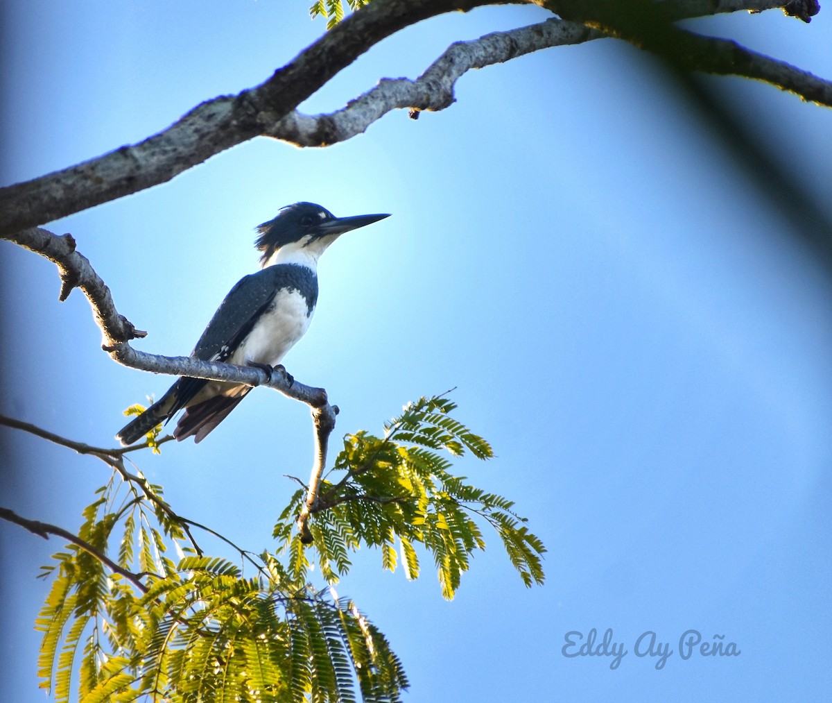 Belted Kingfisher - Eddy Ay peña & Birdwatching Tours