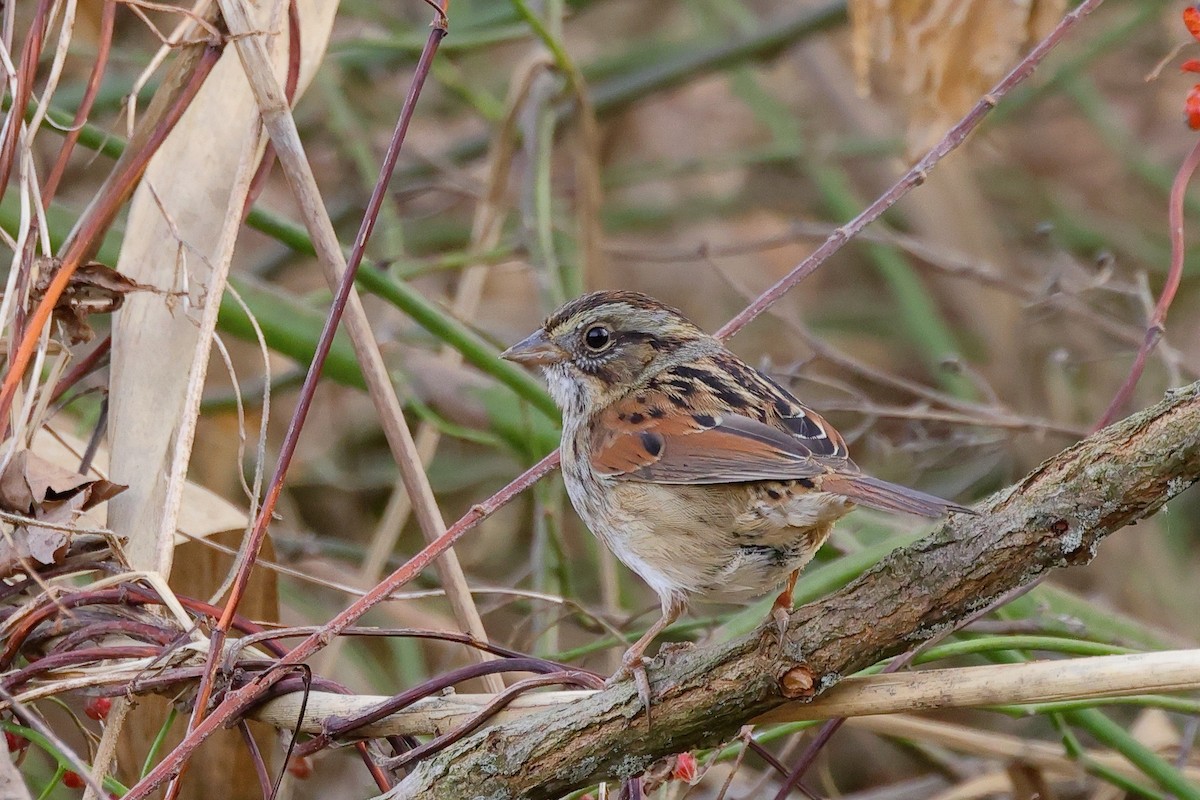 Swamp Sparrow - ML396736671