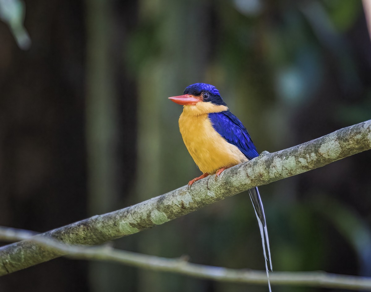 Buff-breasted Paradise-Kingfisher - ML396740151