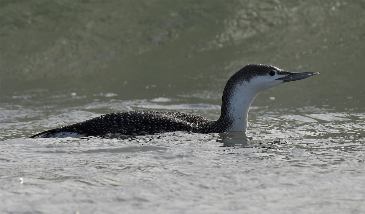 Red-throated Loon - Jeanne Cimorelli