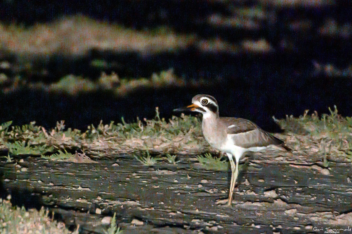 Great Thick-knee - ML396754871