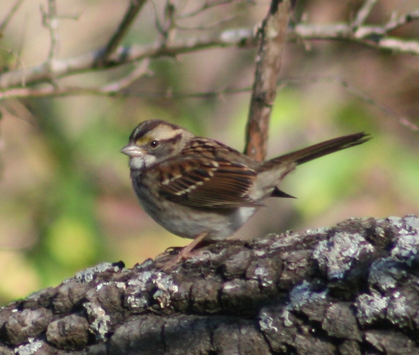 White-throated Sparrow - John P. Hogan