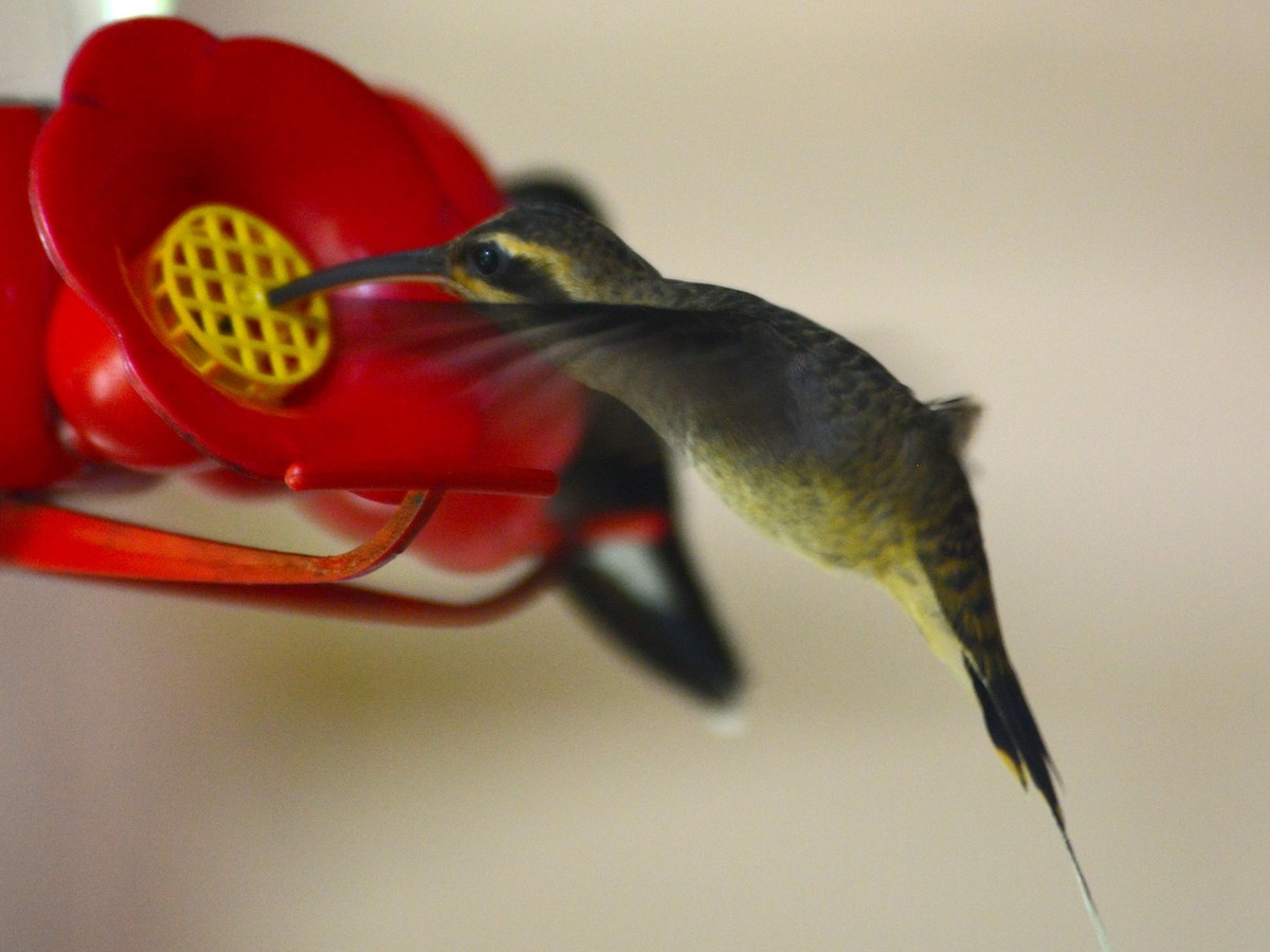 kolibřík tmavotemenný - ML39675851