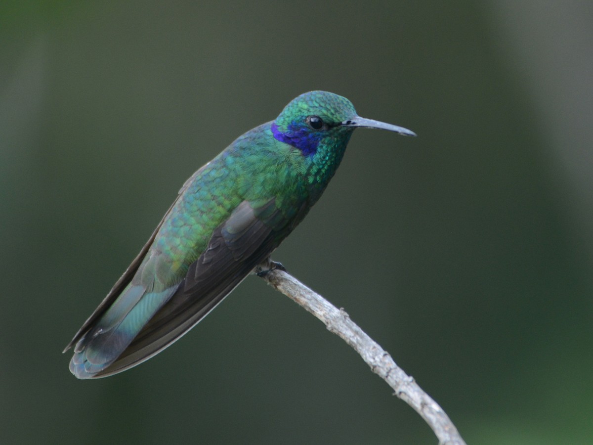 kolibřík modrouchý - ML39675921