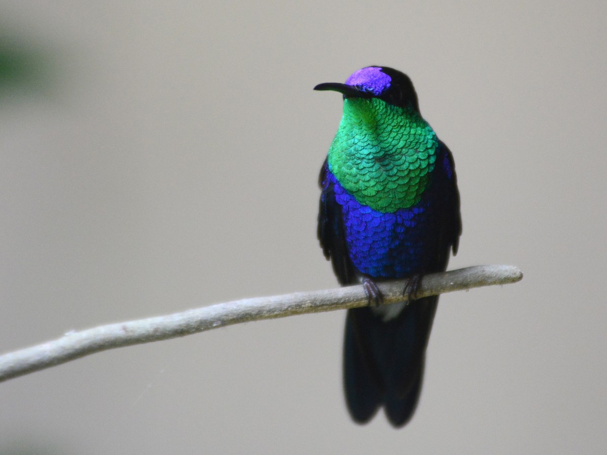 kolibřík vidloocasý (ssp. venusta/townsendi/colombica/rostrifera) - ML39675951
