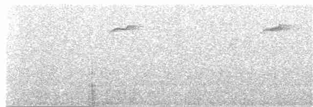 maoriflueskvett (macrocephala gr.) - ML396766161
