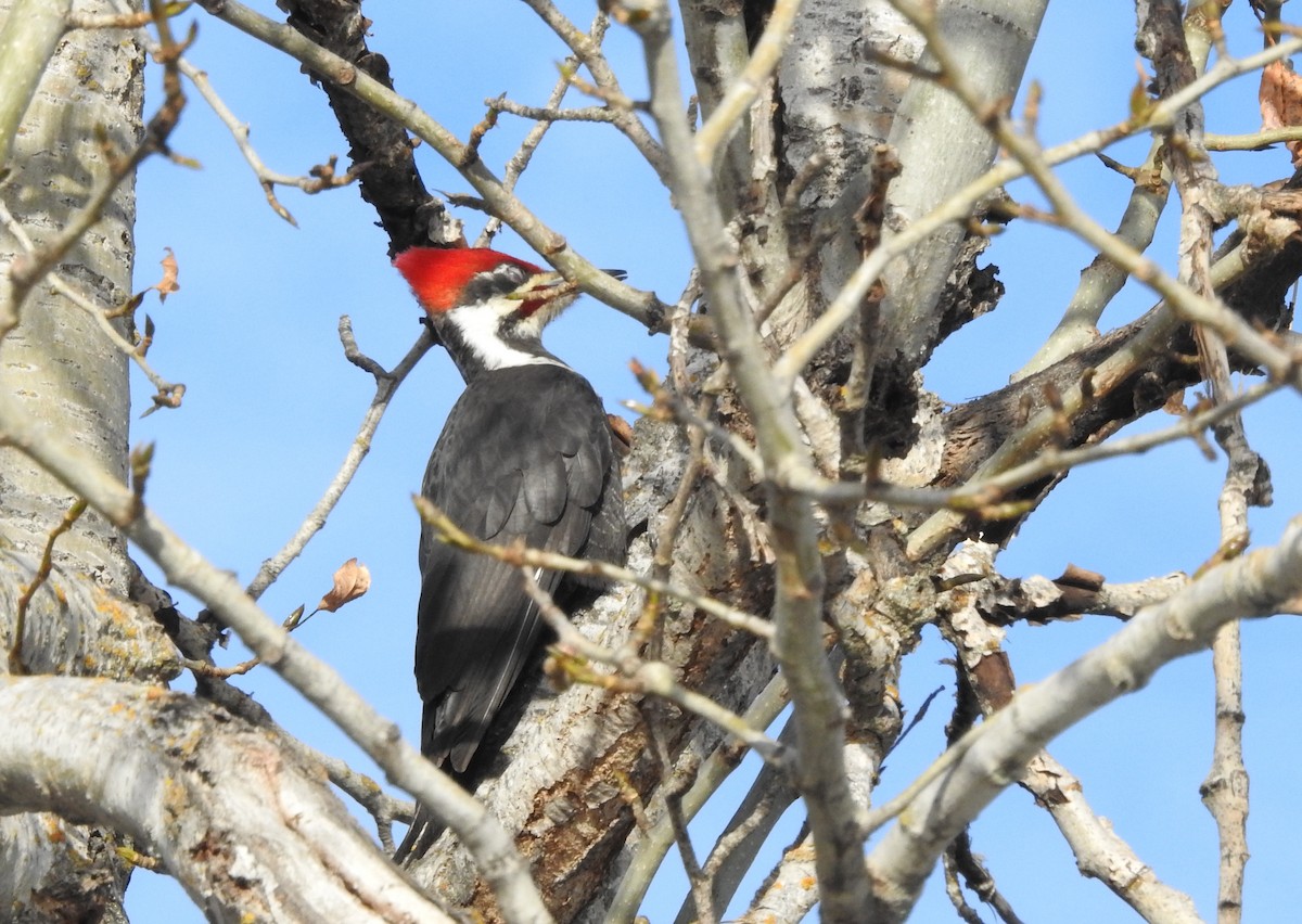 Pileated Woodpecker - kas dumroese