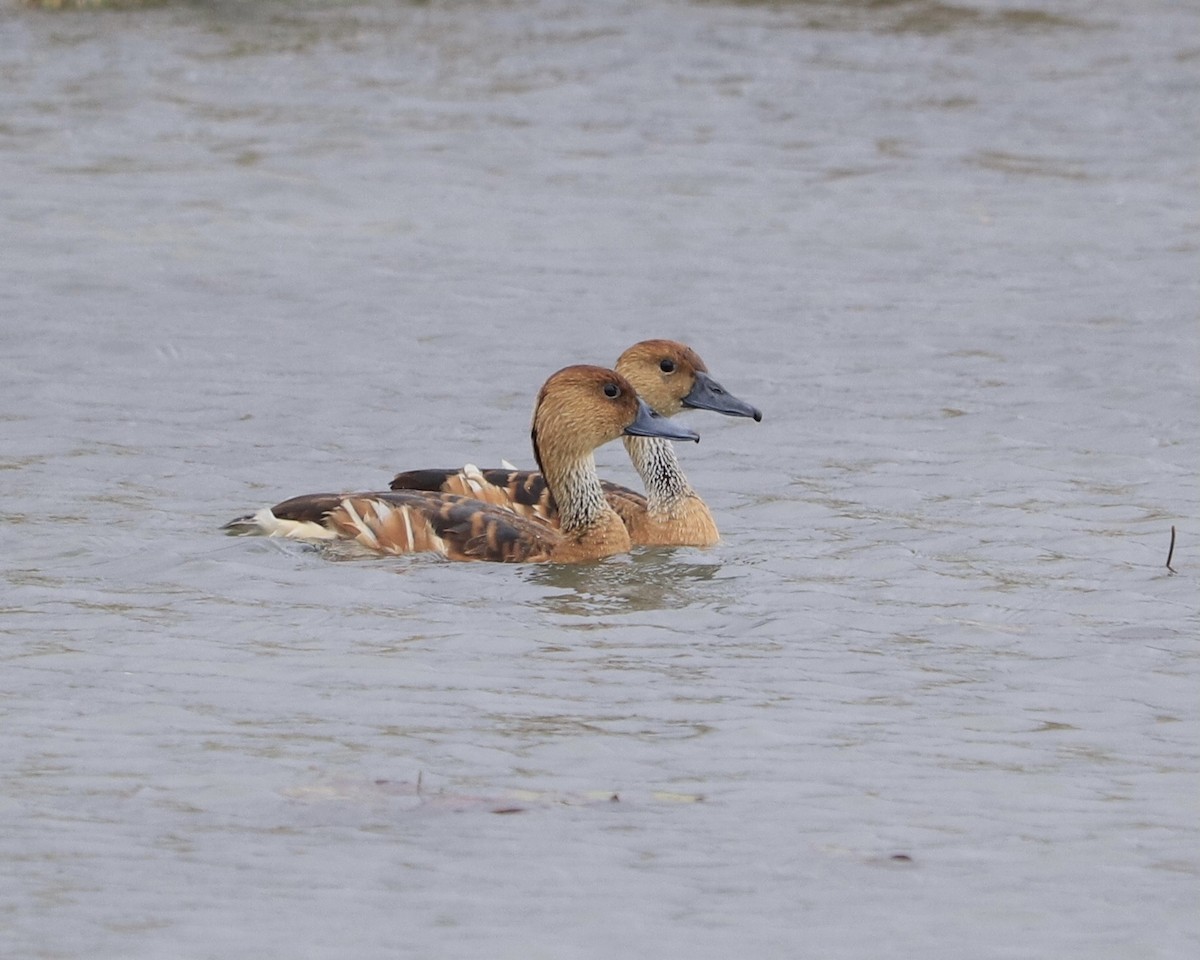 Fulvous Whistling-Duck - ML396771051