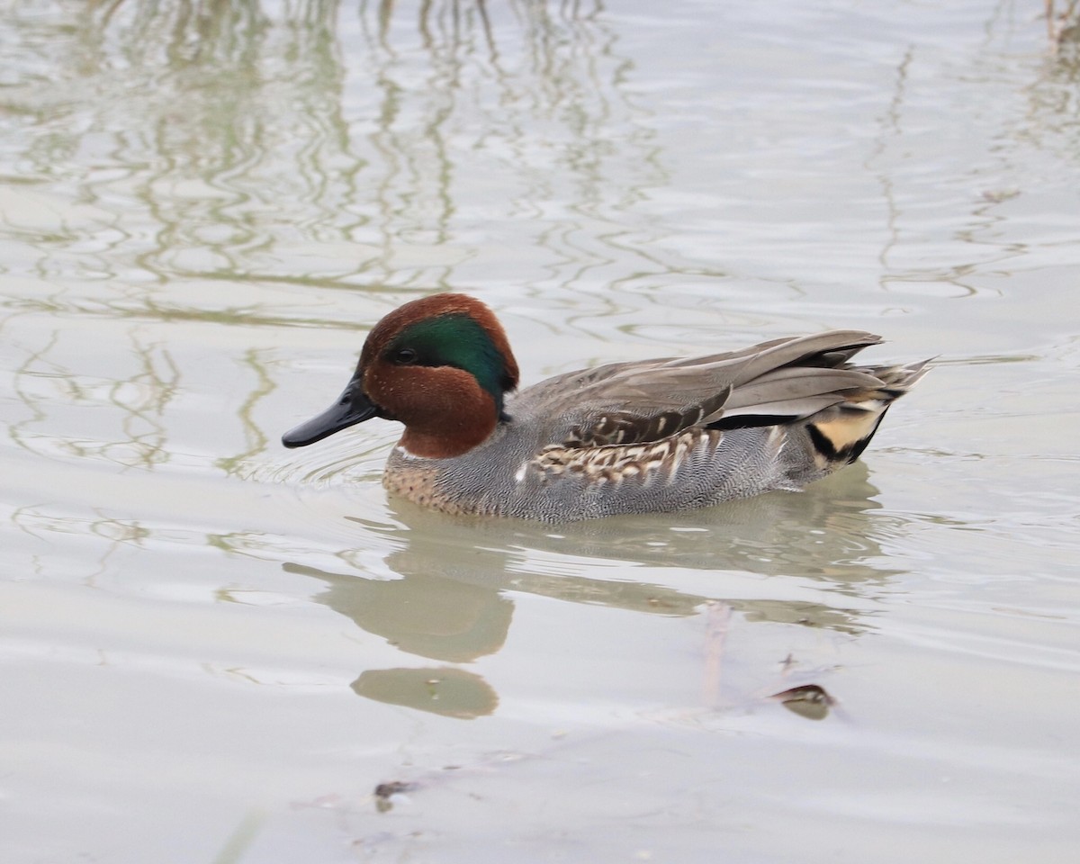Green-winged Teal - ML396772591